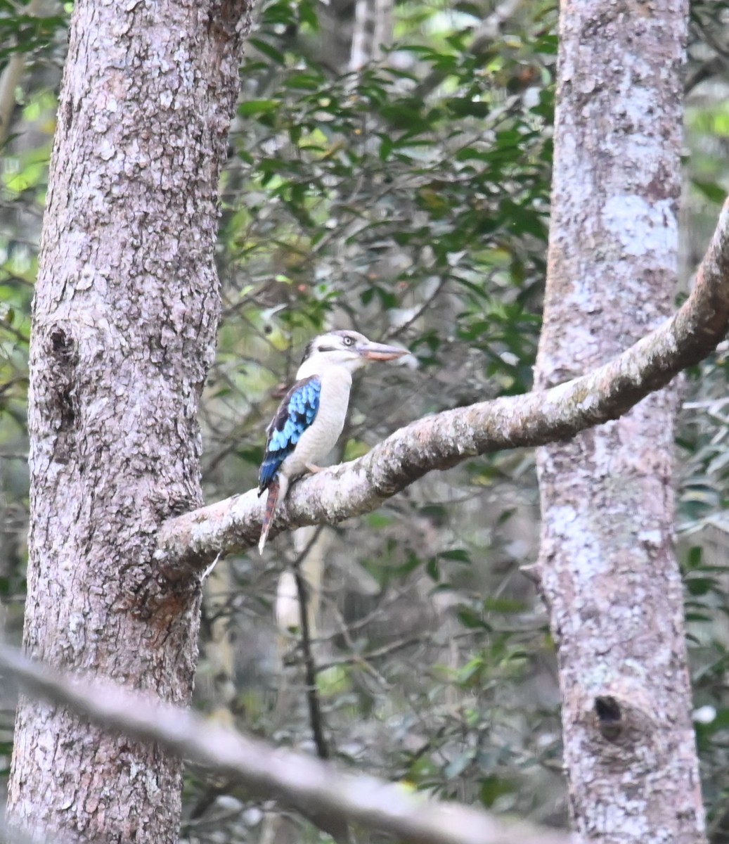 Blue-winged Kookaburra - ML609414240