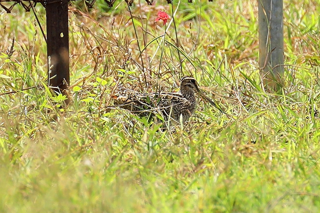 Swinhoe's Snipe - ML609414269