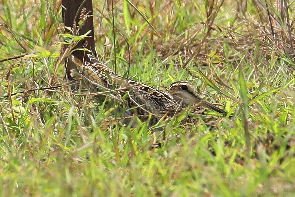 Swinhoe's Snipe - ML609414270