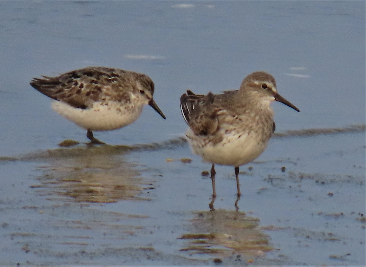 White-rumped Sandpiper - ML609414308