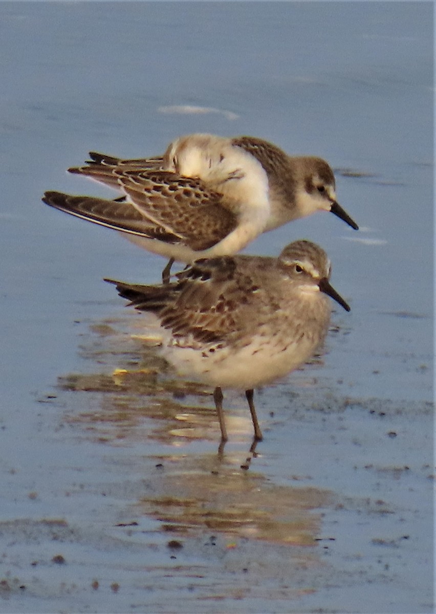 White-rumped Sandpiper - ML609414316