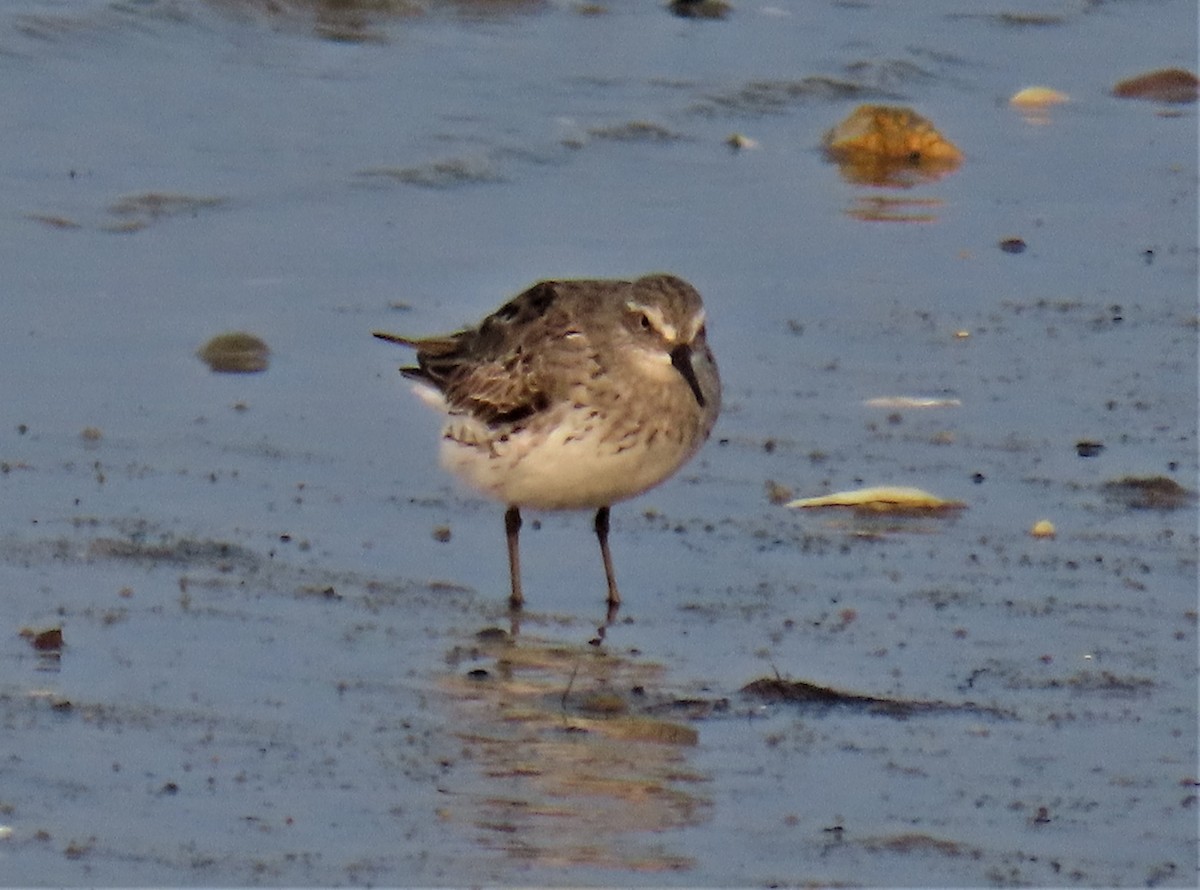 Weißbürzel-Strandläufer - ML609414318