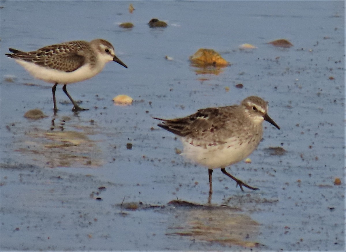 Weißbürzel-Strandläufer - ML609414320