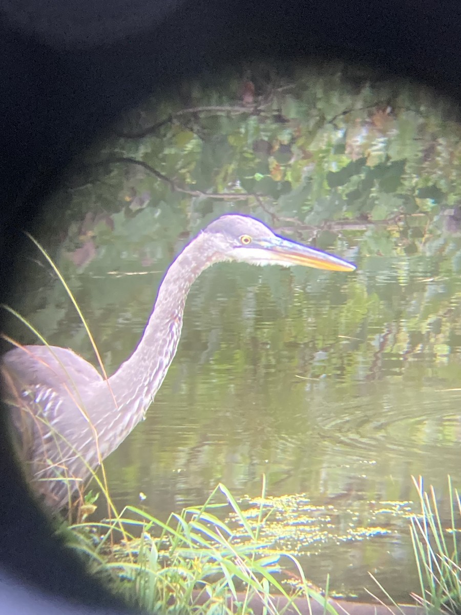 Great Blue Heron - ML609414328