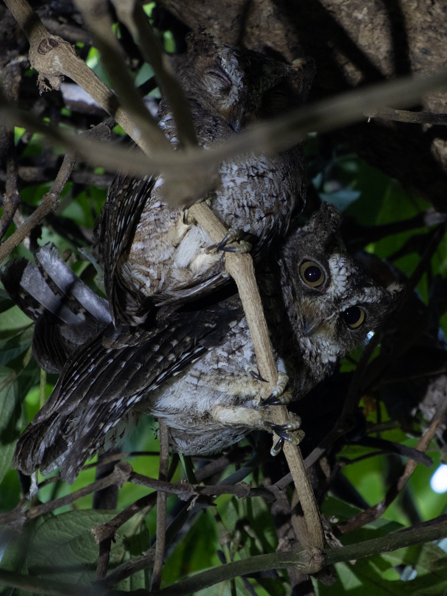 Sulawesi Scops-Owl - ML609414358