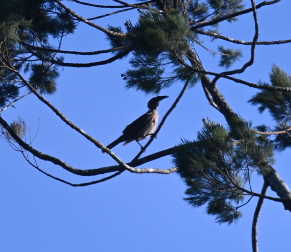 Helmeted Friarbird (New Guinea) - ML609414385