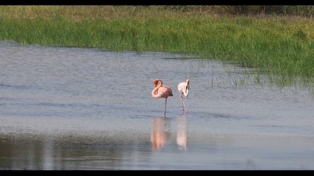 American Flamingo - ML609414512