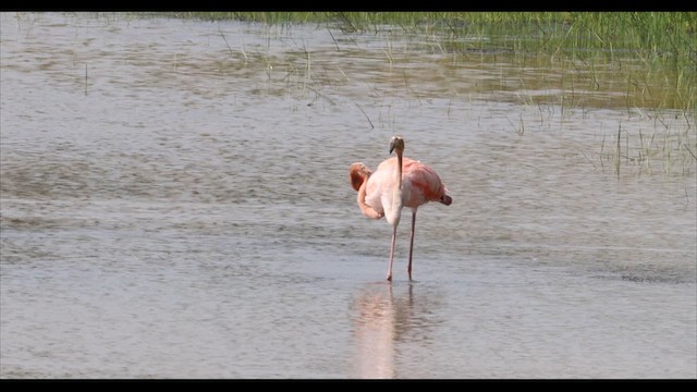 American Flamingo - ML609414517