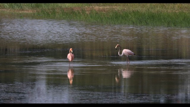 American Flamingo - ML609414523