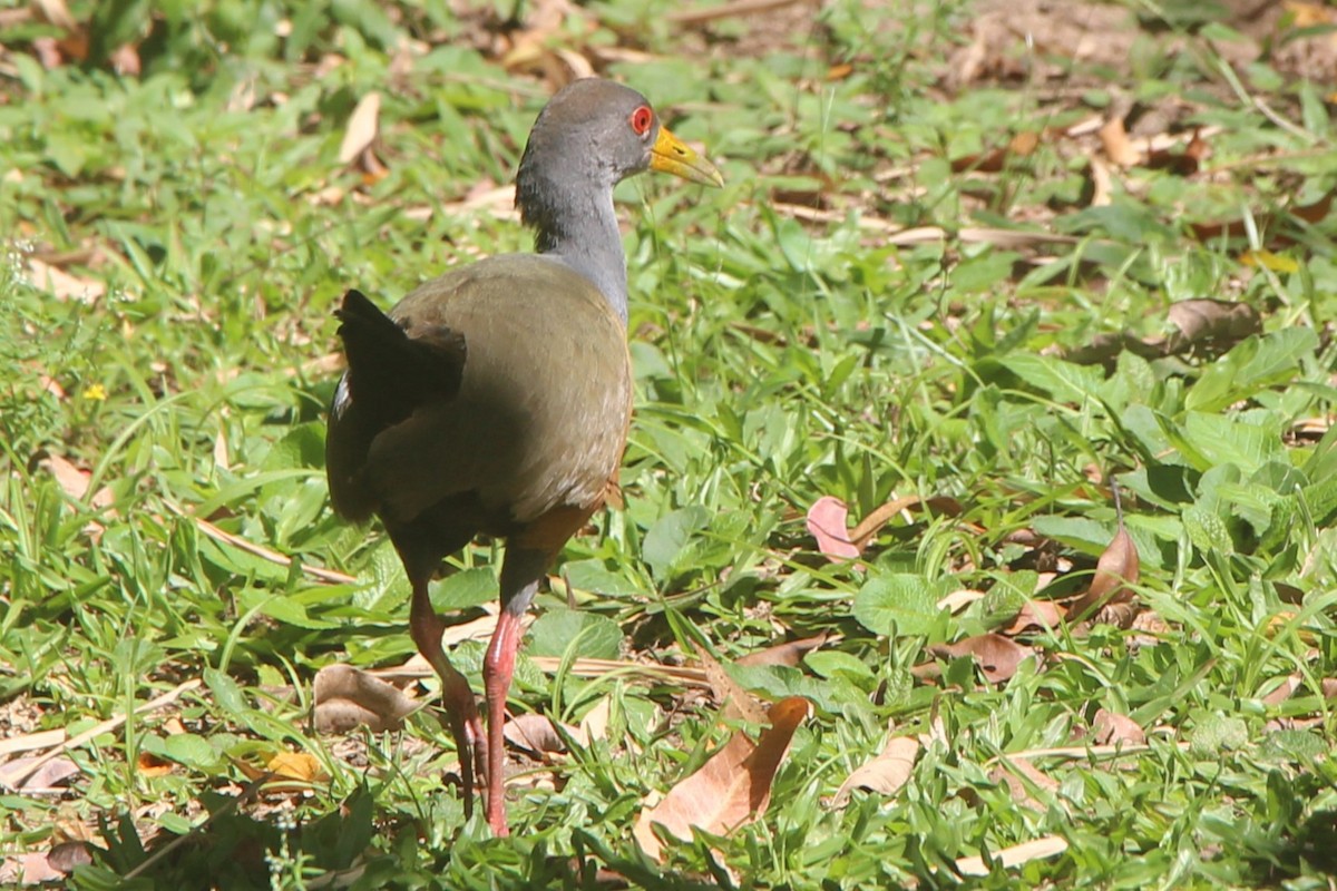 Gray-cowled Wood-Rail - ML609414538