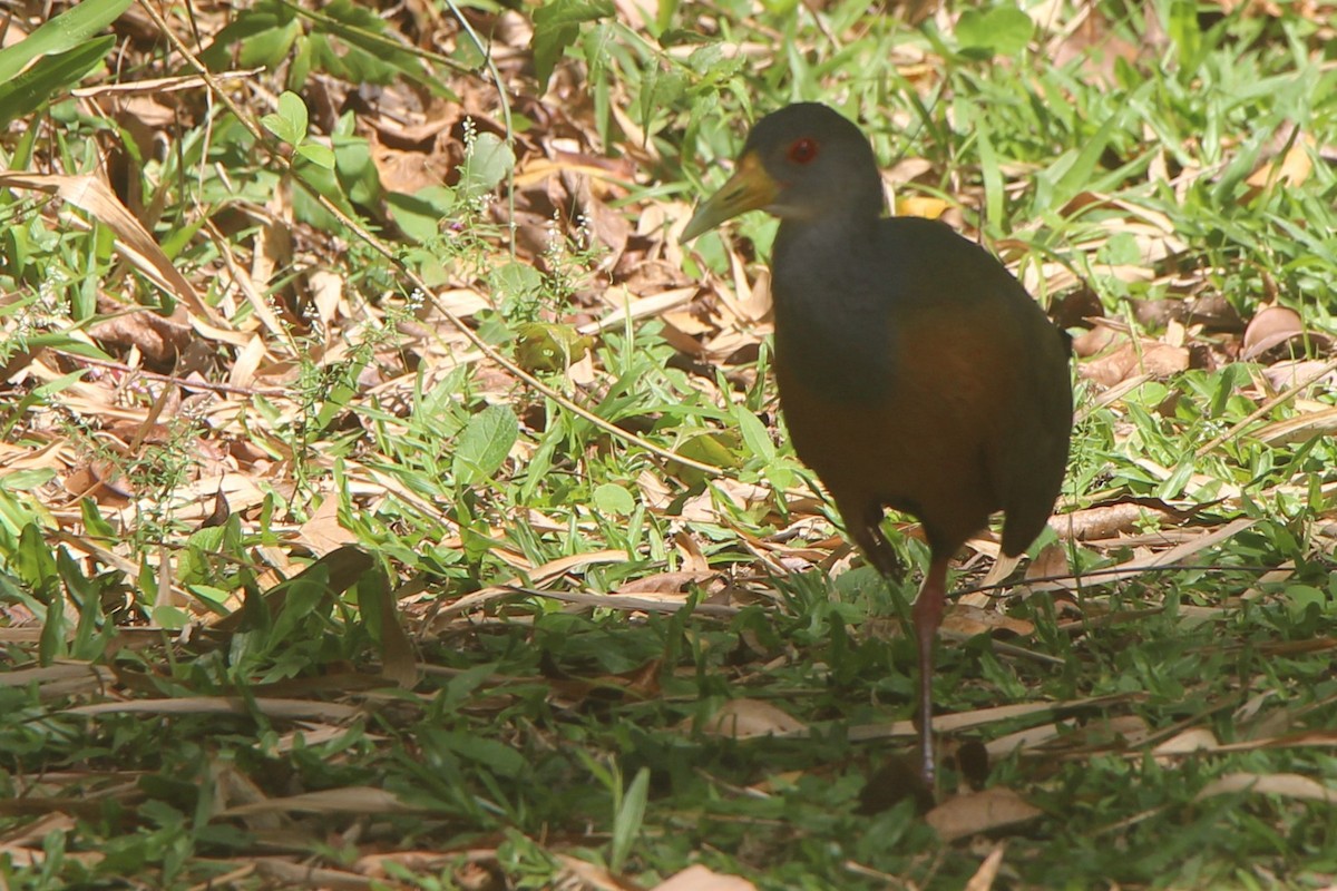 Gray-cowled Wood-Rail - ML609414539