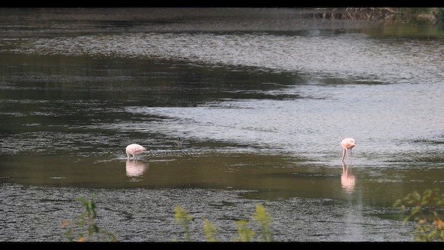 American Flamingo - ML609414540