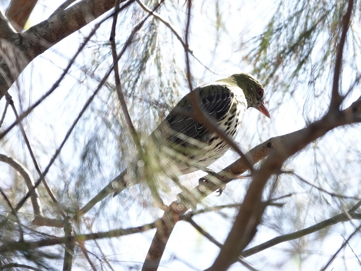 Olive-backed Oriole - ML609414571