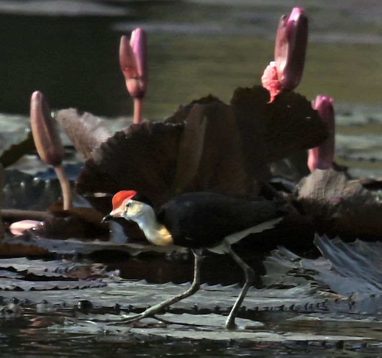 Comb-crested Jacana - ML609414704