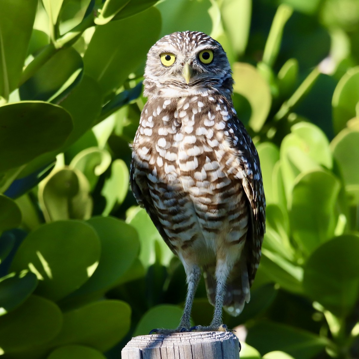 Burrowing Owl - ML609414750