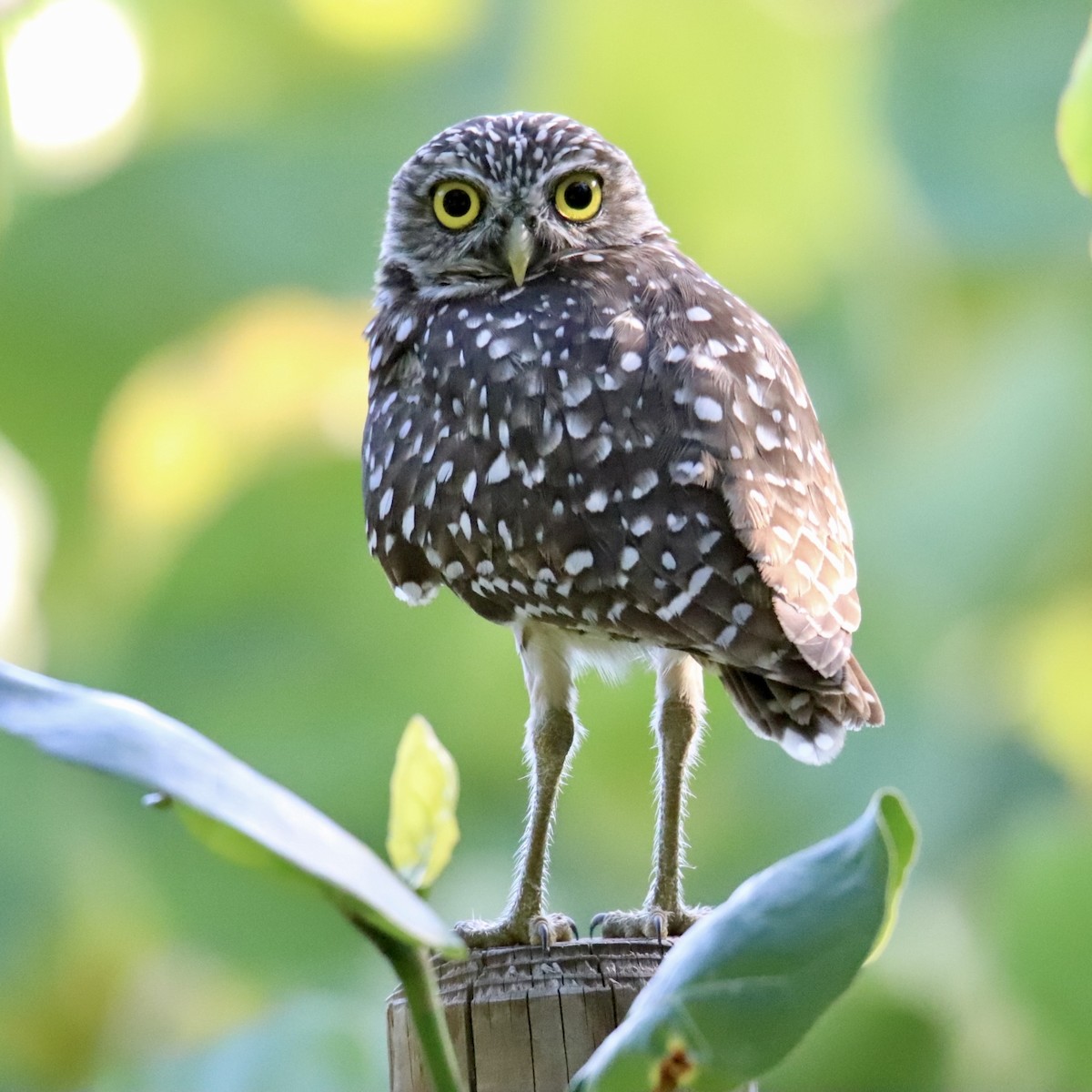 Burrowing Owl - John Girard
