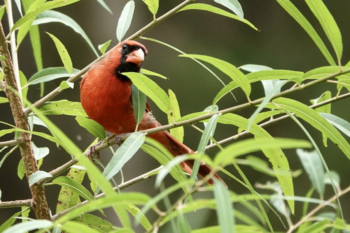 Northern Cardinal - ML609414848