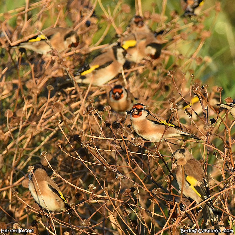 European Goldfinch - ML609414853