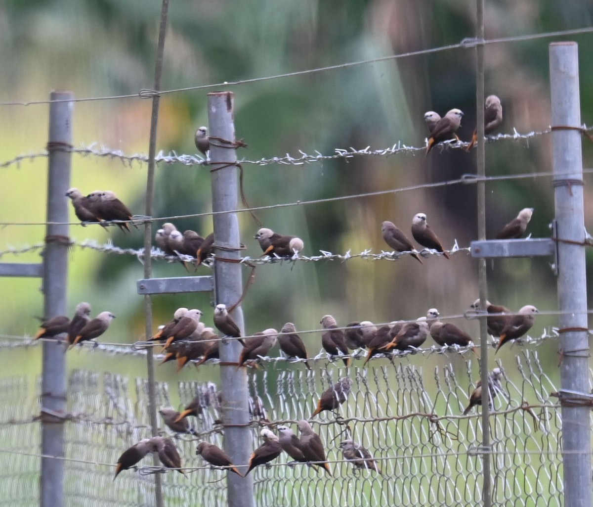 Gray-headed Munia - ML609414864