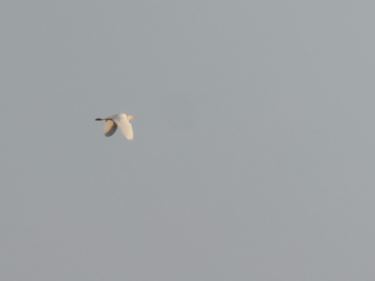 Египетская цапля (ibis) - ML609414870