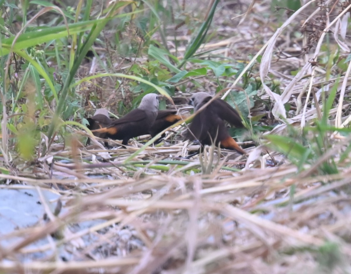 Gray-headed Munia - ML609414874