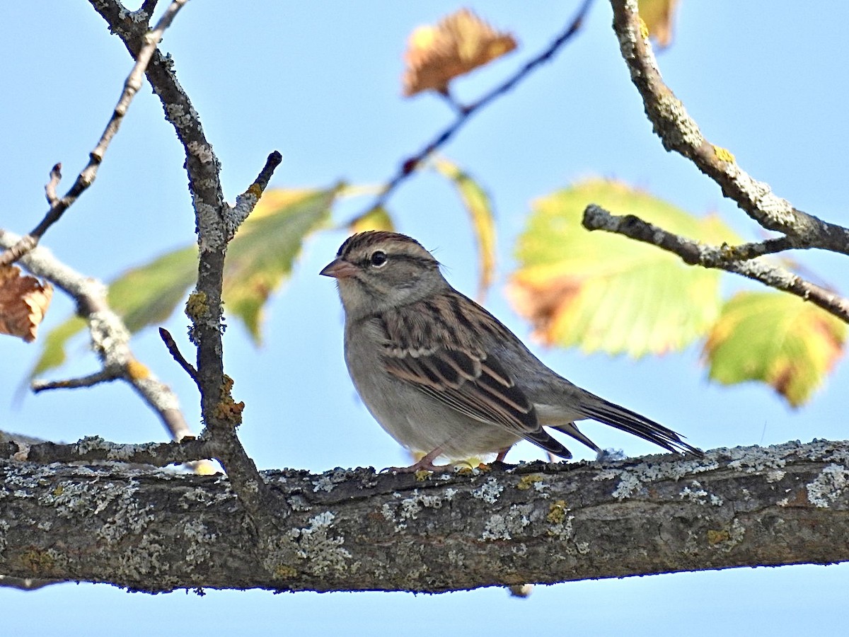 Chipping Sparrow - ML609414880