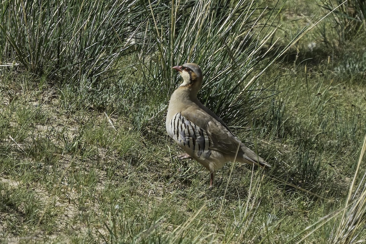 Perdrix de Przewalski - ML609414894