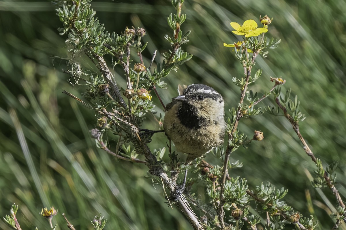 White-browed Tit - ML609414909