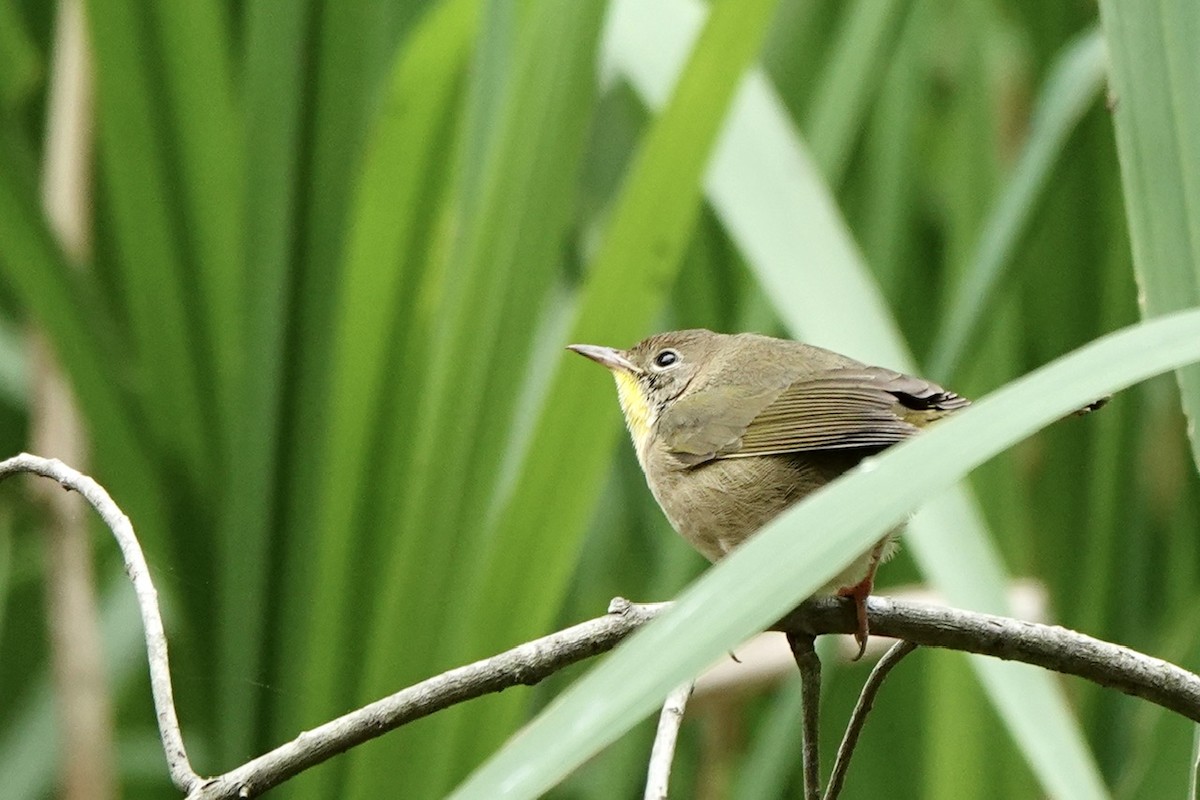 Common Yellowthroat - ML609414914