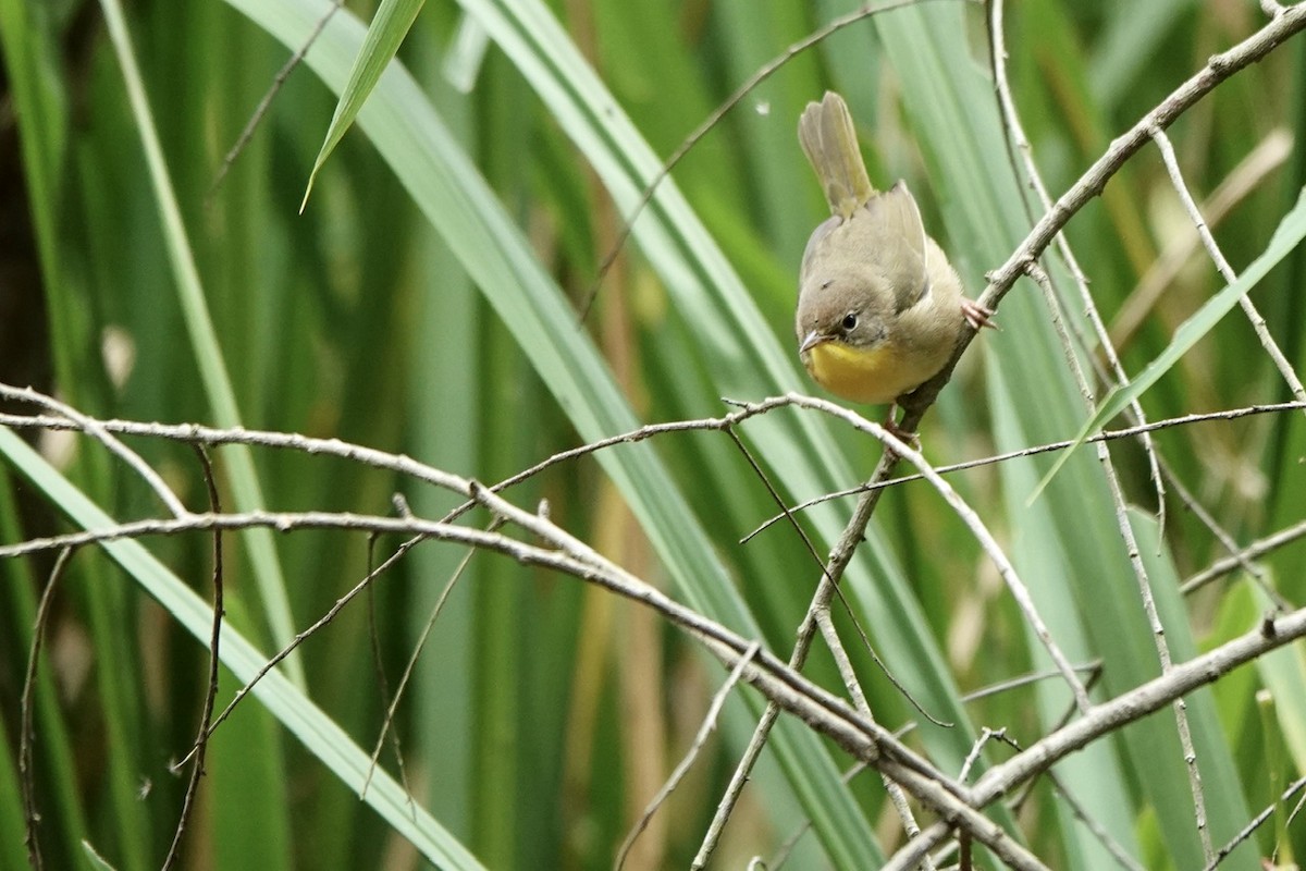 Common Yellowthroat - ML609414915