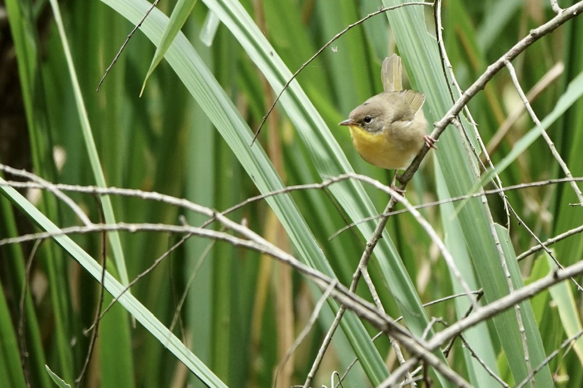 Common Yellowthroat - ML609414916