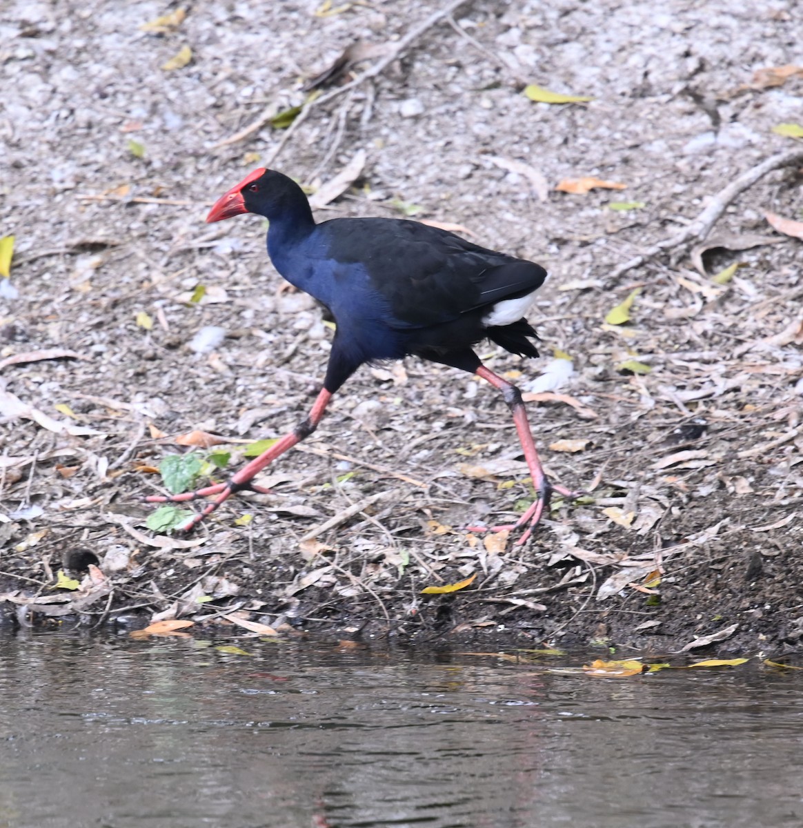 Australasian Swamphen - ML609414997