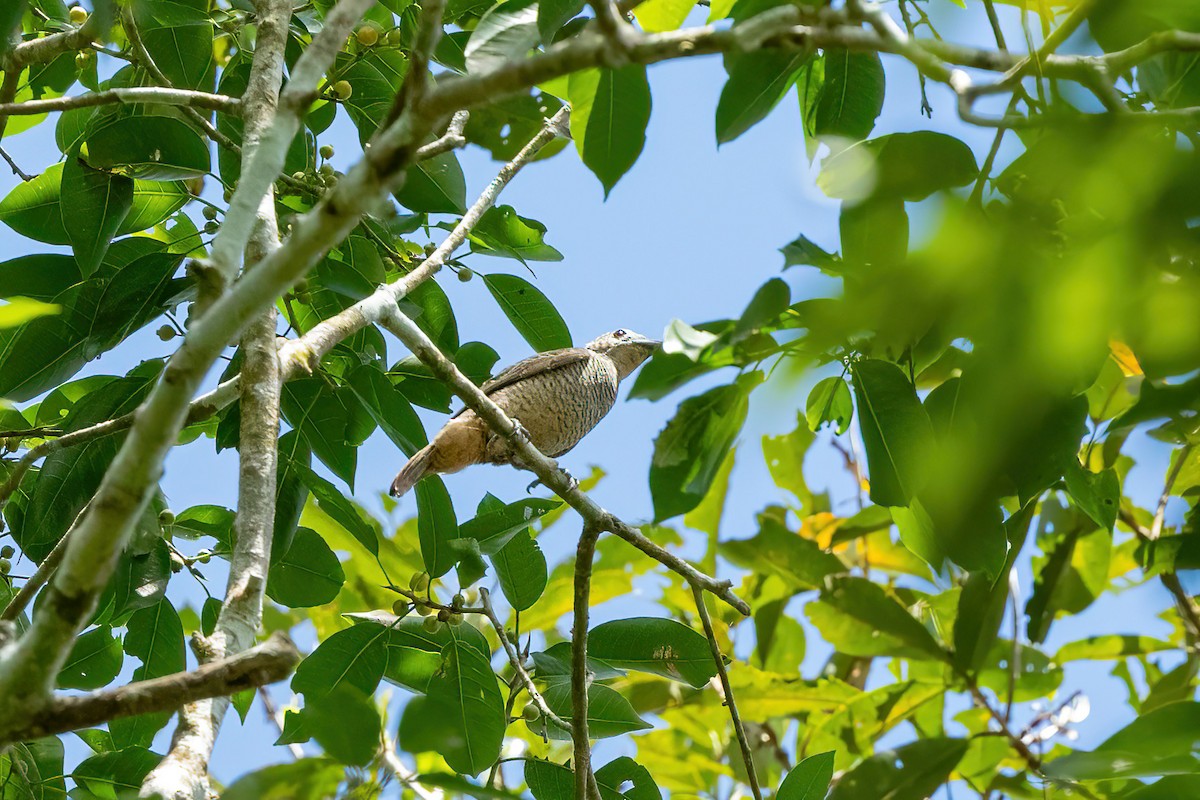 Cotinga Gorjimorado - ML609415002