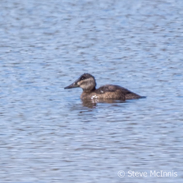 Ruddy Duck - ML609415009