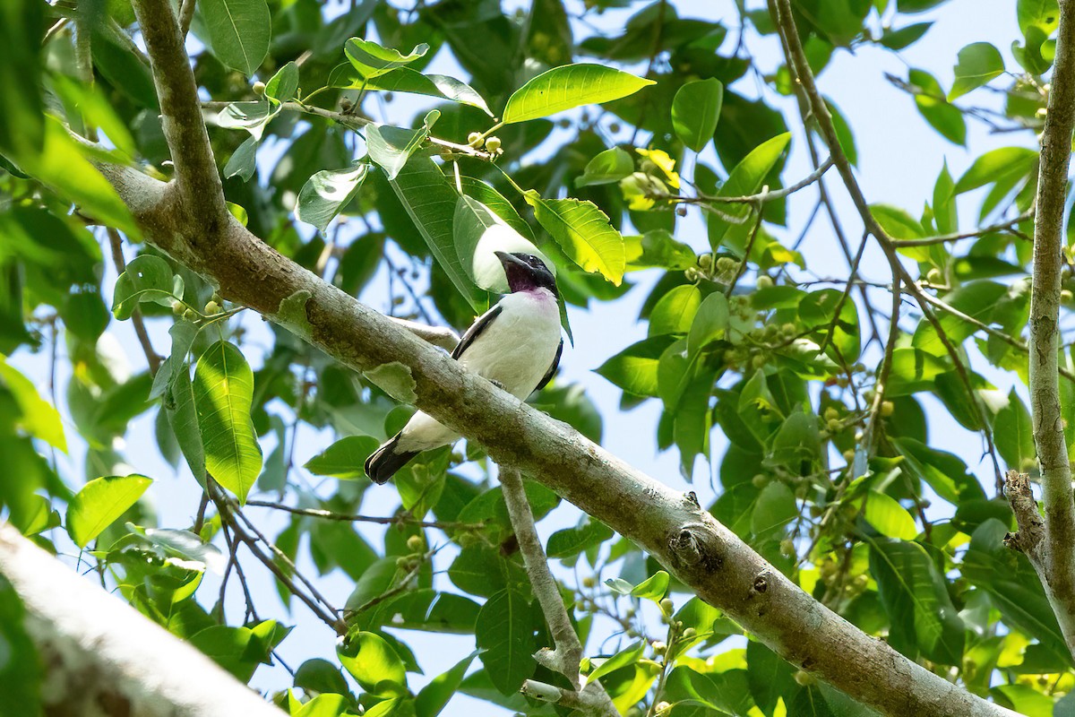 Cotinga Gorjimorado - ML609415011