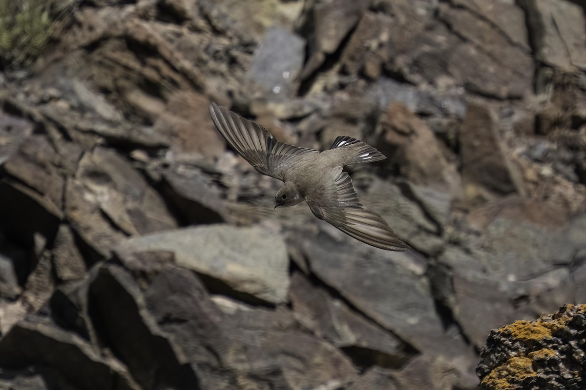 Eurasian Crag-Martin - Karl Hu