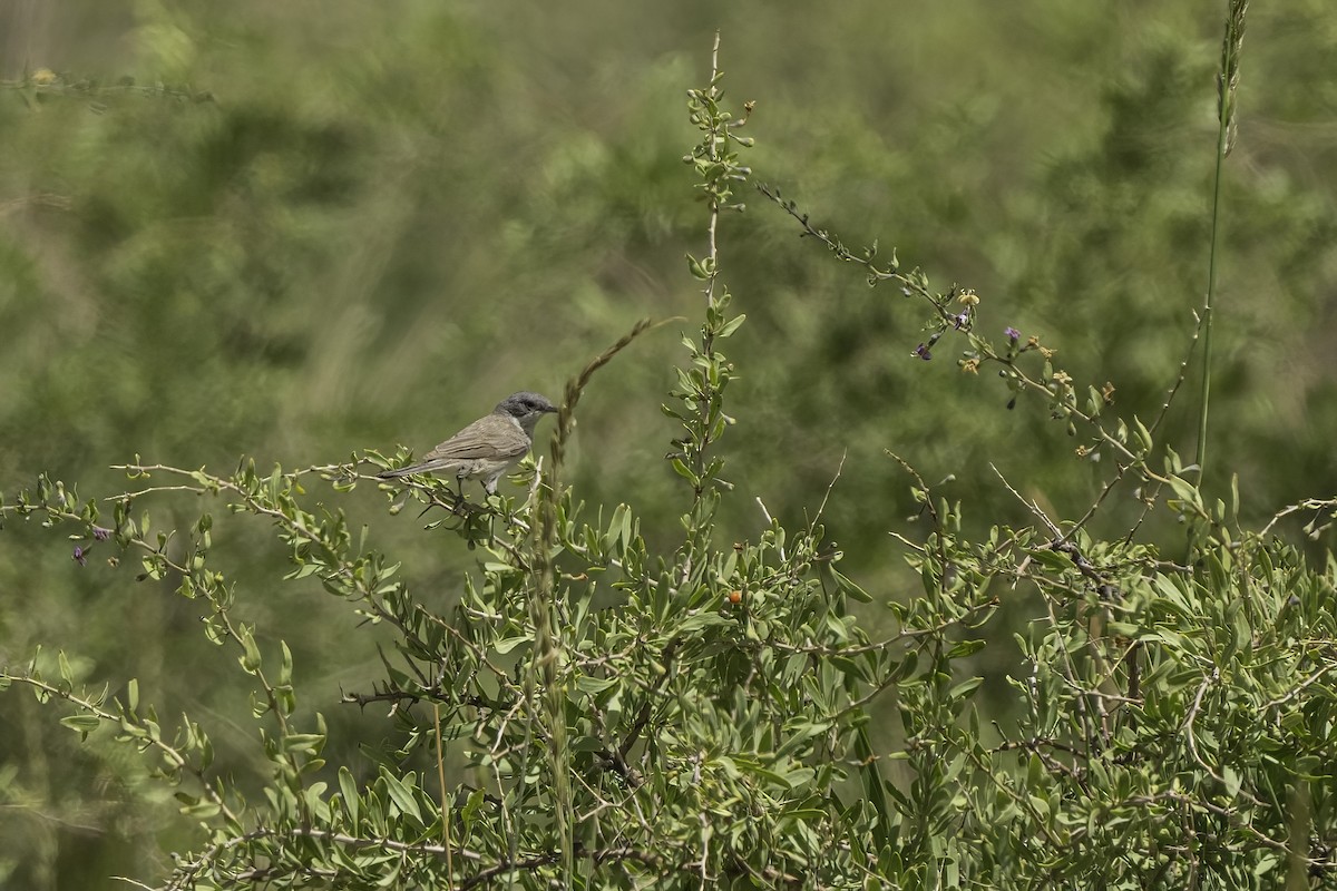 Klappergrasmücke (margelanica) - ML609415031