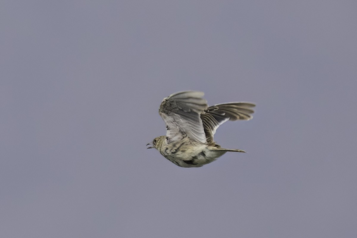 Tibetan Lark - Karl Hu