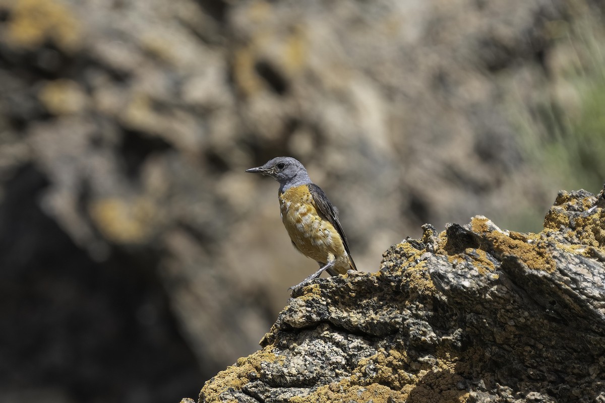 Rufous-tailed Rock-Thrush - Karl Hu