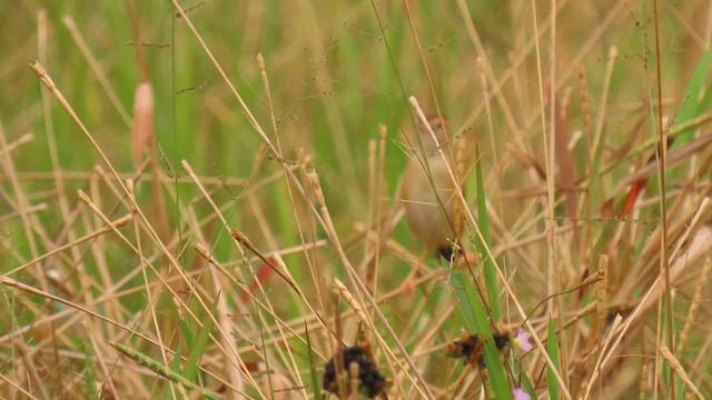 Zitting Cisticola - ML609415108