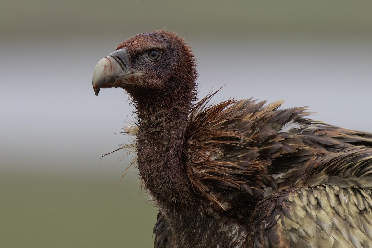 Himalayan Griffon - ML609415155