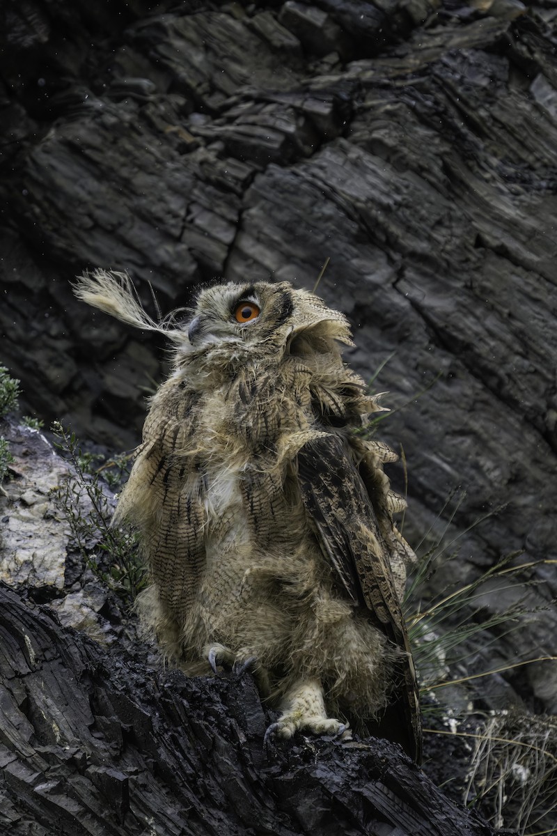 Eurasian Eagle-Owl - ML609415167