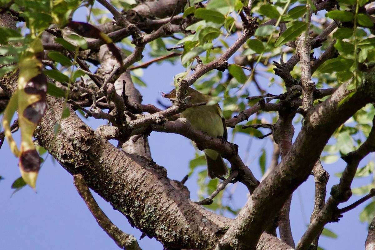 Alder/Willow Flycatcher (Traill's Flycatcher) - ML609415325
