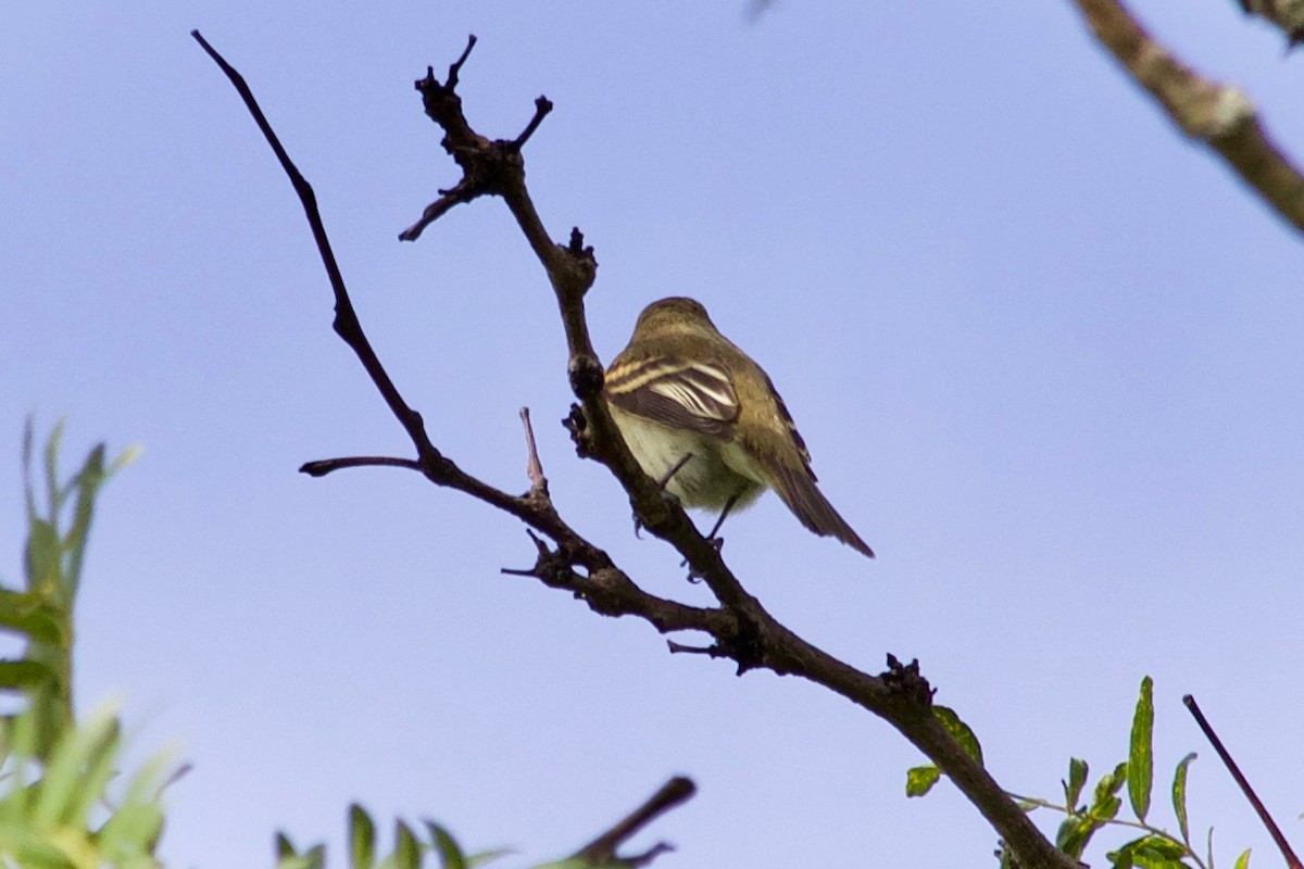 Alder/Willow Flycatcher (Traill's Flycatcher) - ML609415326