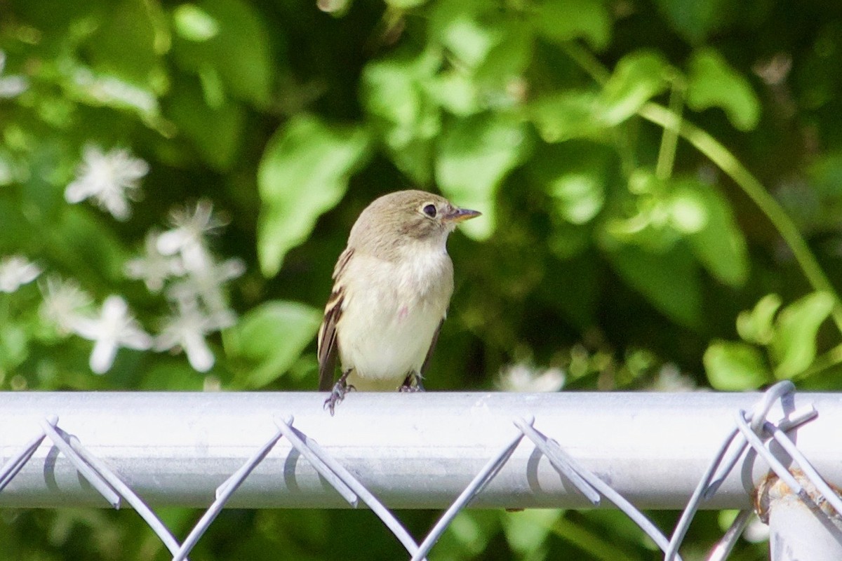 Alder/Willow Flycatcher (Traill's Flycatcher) - ML609415342