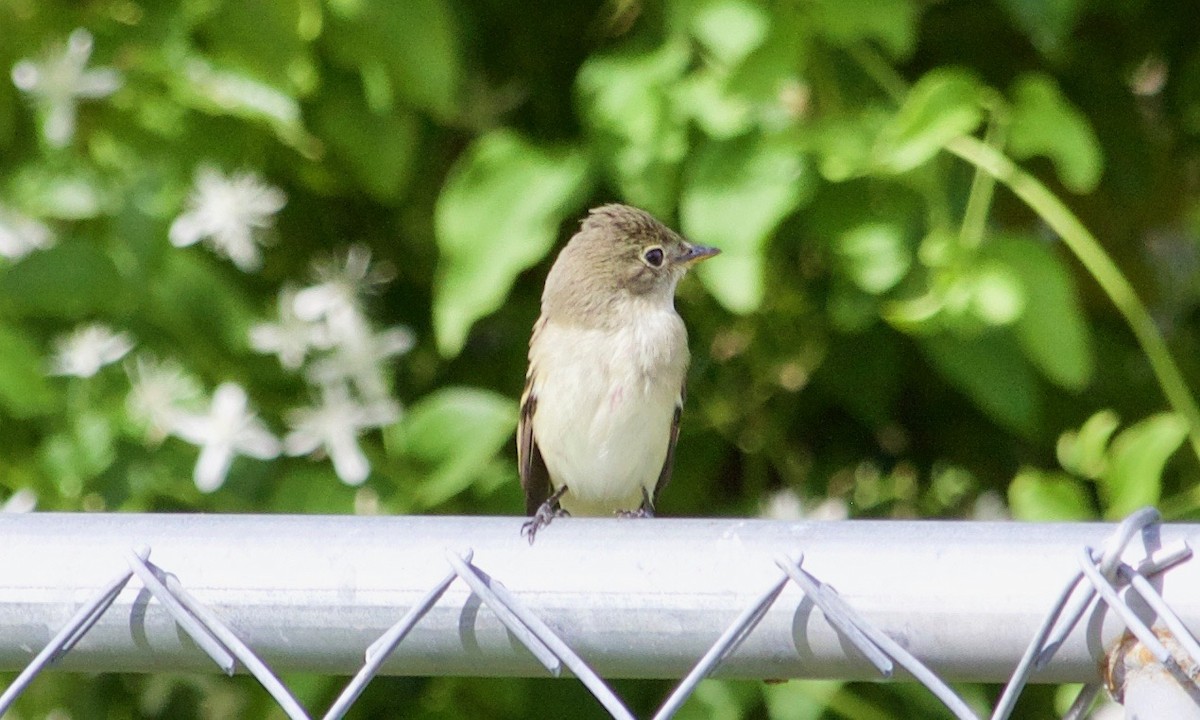 Alder/Willow Flycatcher (Traill's Flycatcher) - ML609415343