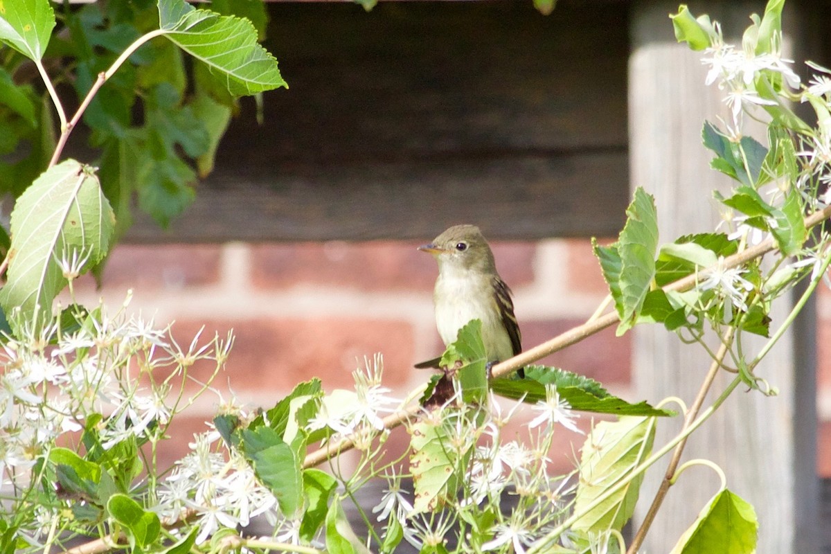 Alder/Willow Flycatcher (Traill's Flycatcher) - ML609415344