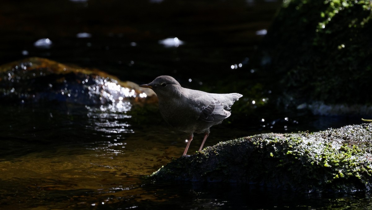 American Dipper - ML609415355