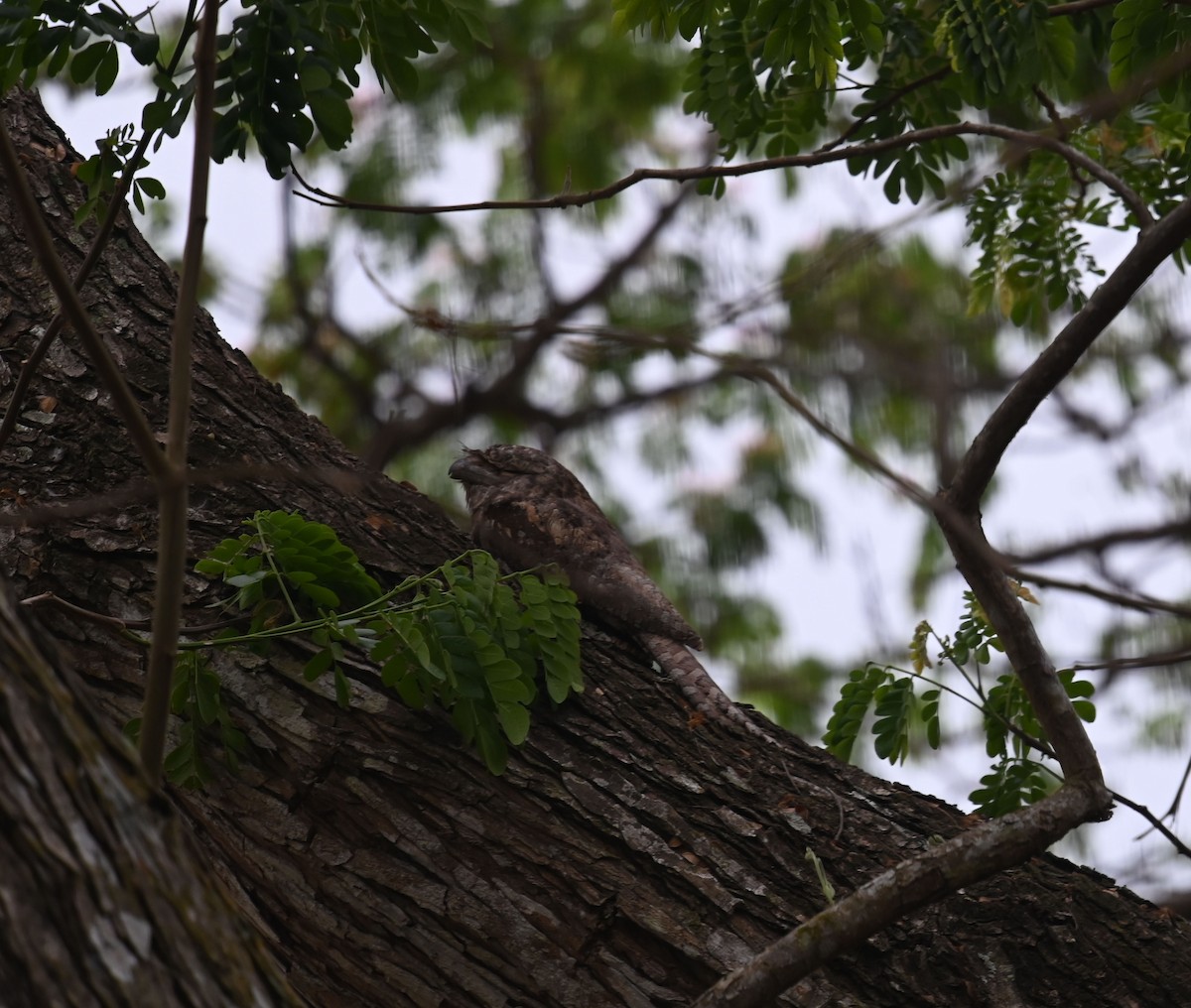 Papuan Frogmouth - ML609415380