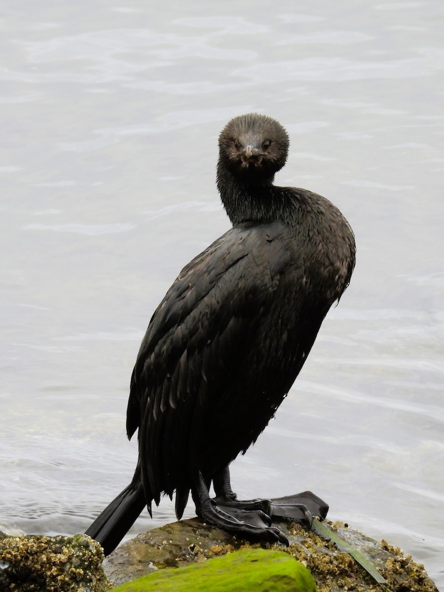 Pelagic Cormorant - ML609415390